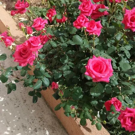 D&a * Τρογκίρ